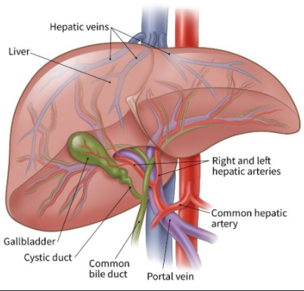 Liver & Gallbladder Cleansing
