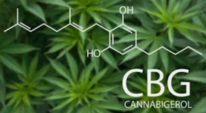 CBG - The Mother of Cannabinoids